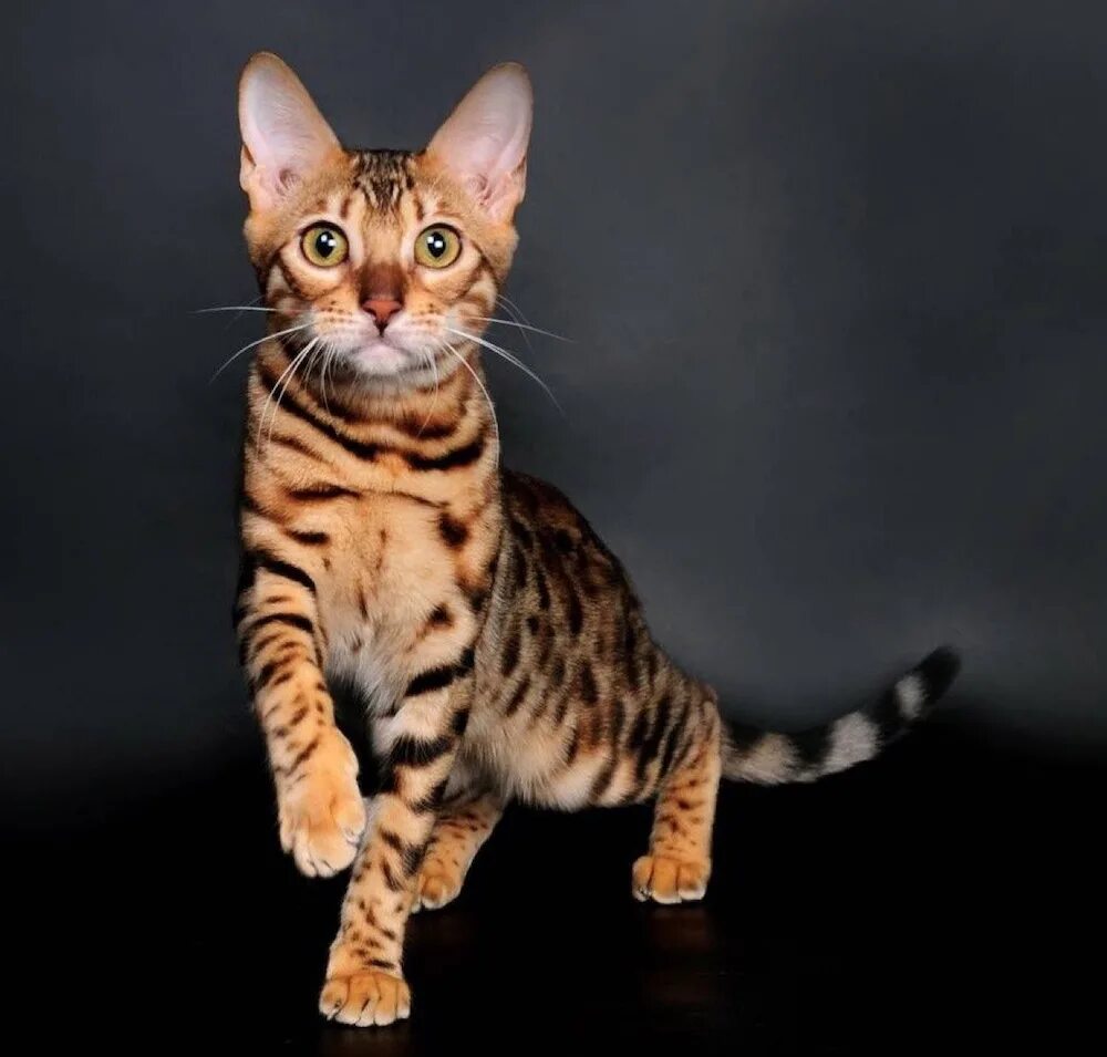 Особенности бенгальской породы. Бенгальская кошка. Кот породы бенгал. Бенгальская кошка породы кошек. Бенгал бенгальской породы.