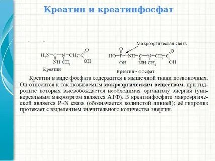 Запасы креатинфосфата в мышцах