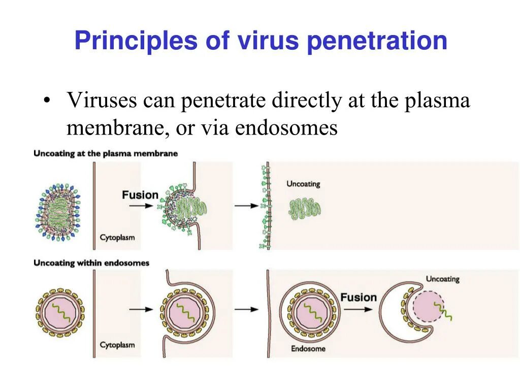 The virus can be. Uncoating of viruses. Viral Infiltration. Вирус Ласса строение. Cabir вирус.