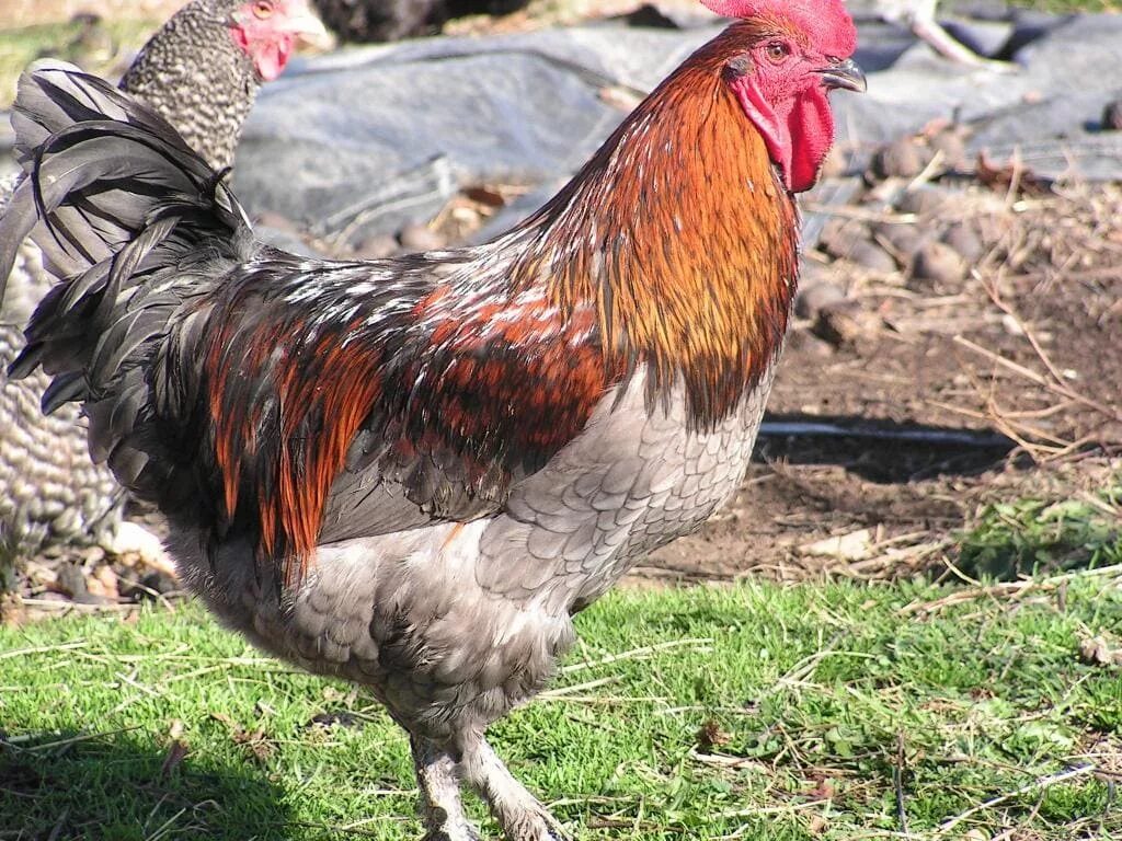куры черный маран. куры медно черный маран. черный маран порода кур. куры маран черно медный. куры черный маран.