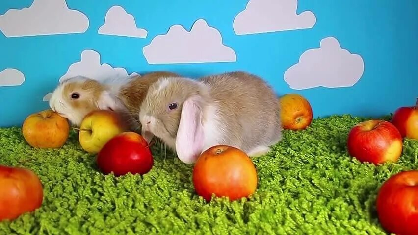 Можно кролику яблоко. Кролик с яблоками. Кролик ест яблоко. Декоративный кролик ест яблоко. Яблоки в виде кроликов.