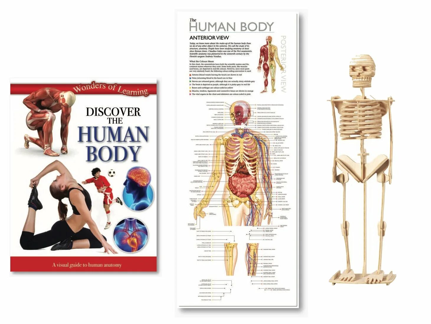 Книга человек функция. Высшие корковые функции человека. Высшие корковые функции человека александр лурия. Высшие корковые функции человека александр лурия книга. Высшие корковые функции человека 2008.