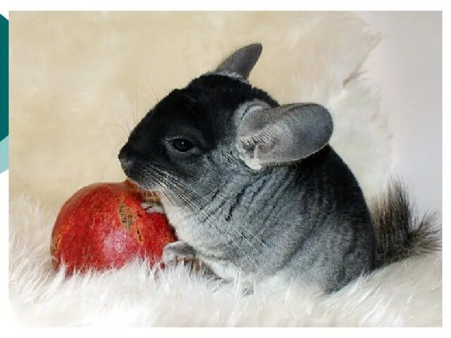 Шиншилла грызун. Можно ли шиншилле сушку. Шиншилла с фруктами. Береговая шиншилла. Шиншилла ест яблоко.