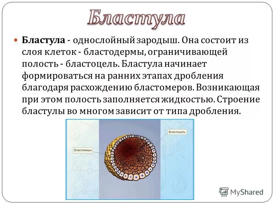 Бластула состоит из полости и. Тула басу. бластула состоит из. бластула процессы.