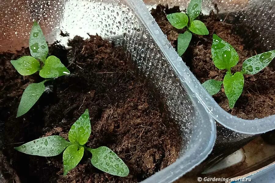 Посев семян. Высадка перцев на рассаду 2024. Контейнер для рассады. Пикировка перца на рассаду. Пикировка гацании.