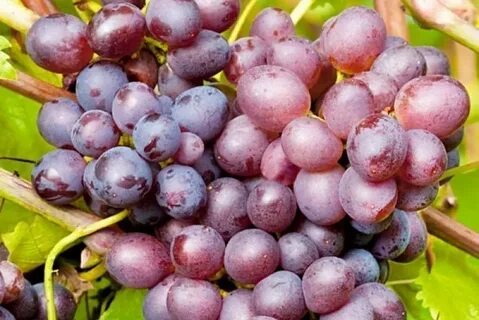 Виноград мускат без косточек