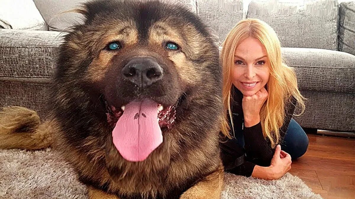 10 самых больших собак. Датский дог гибсон. Королевский дог зевс. Самая высокая собака в холке. Голубой дог по кличке george джордж.