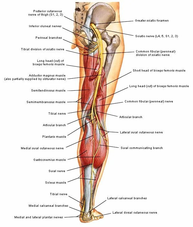 N suralis. Suralis нерв. Nervus medianus анатомия. Suralis нерв анатомия. N Tibialis n suralis анатомия.