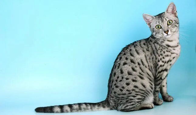 Как выглядит кошка египетская мау Pin by Olivia Lockett on Cat breeds in 2024 Egyptian mau, Egyptian cats, Cat bre