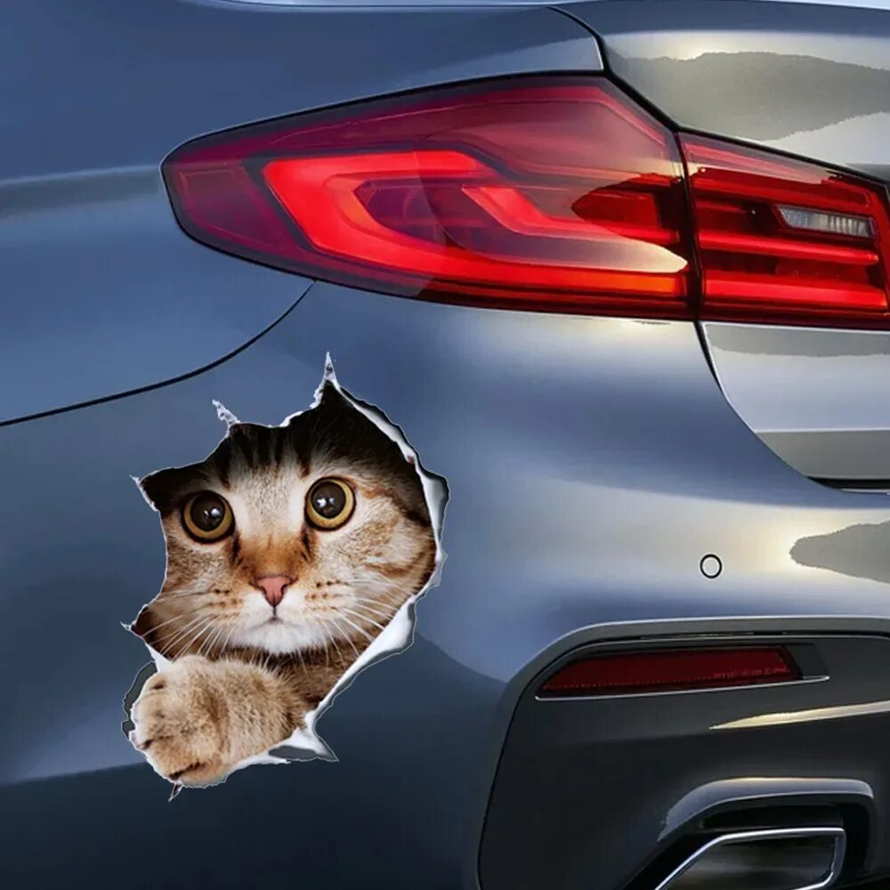 Black cat car