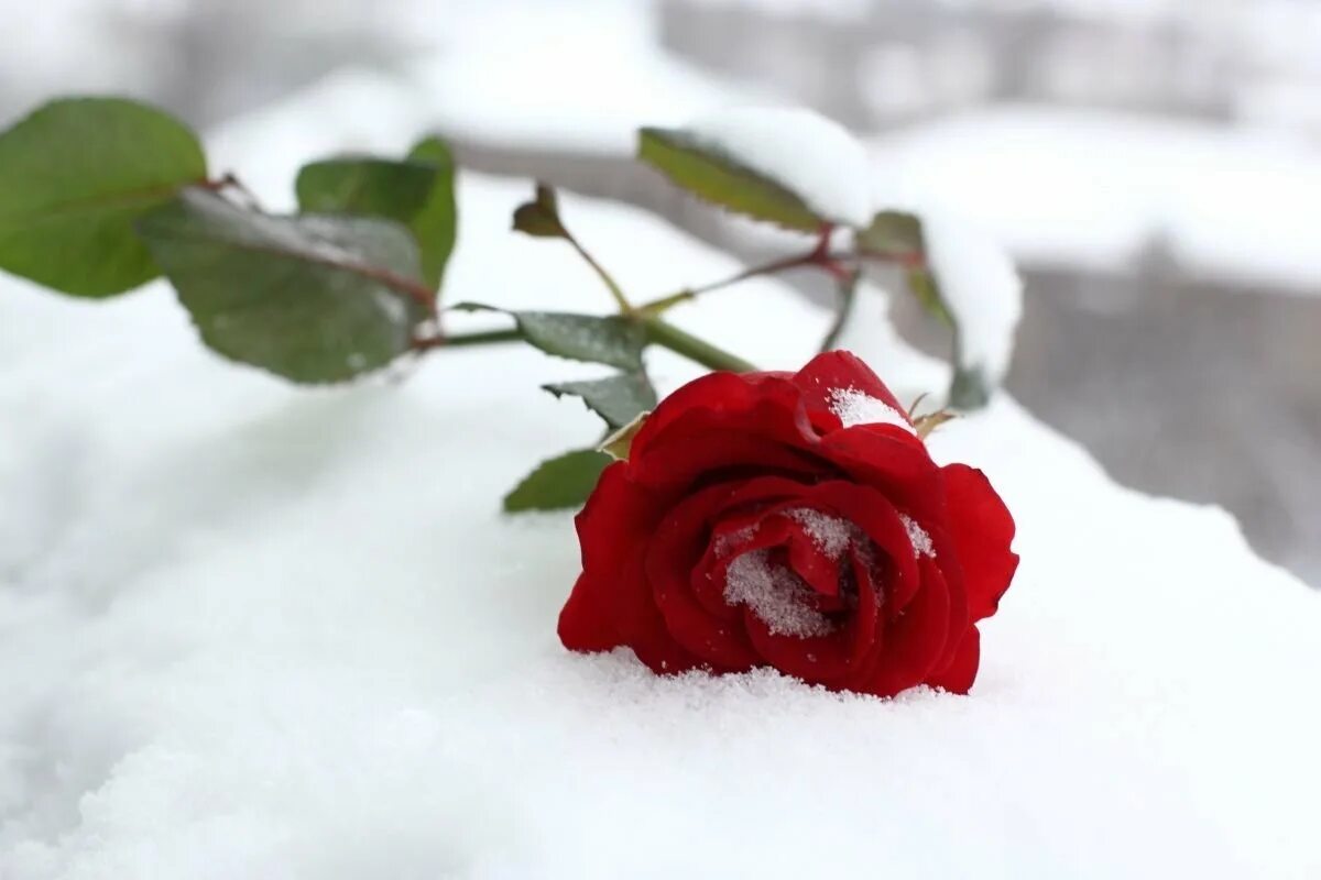 Красные цветы зимние розы. Красная роза на снегу. Красные цветы на снегу. Белые розы на снегу. Розы на фоне снега.