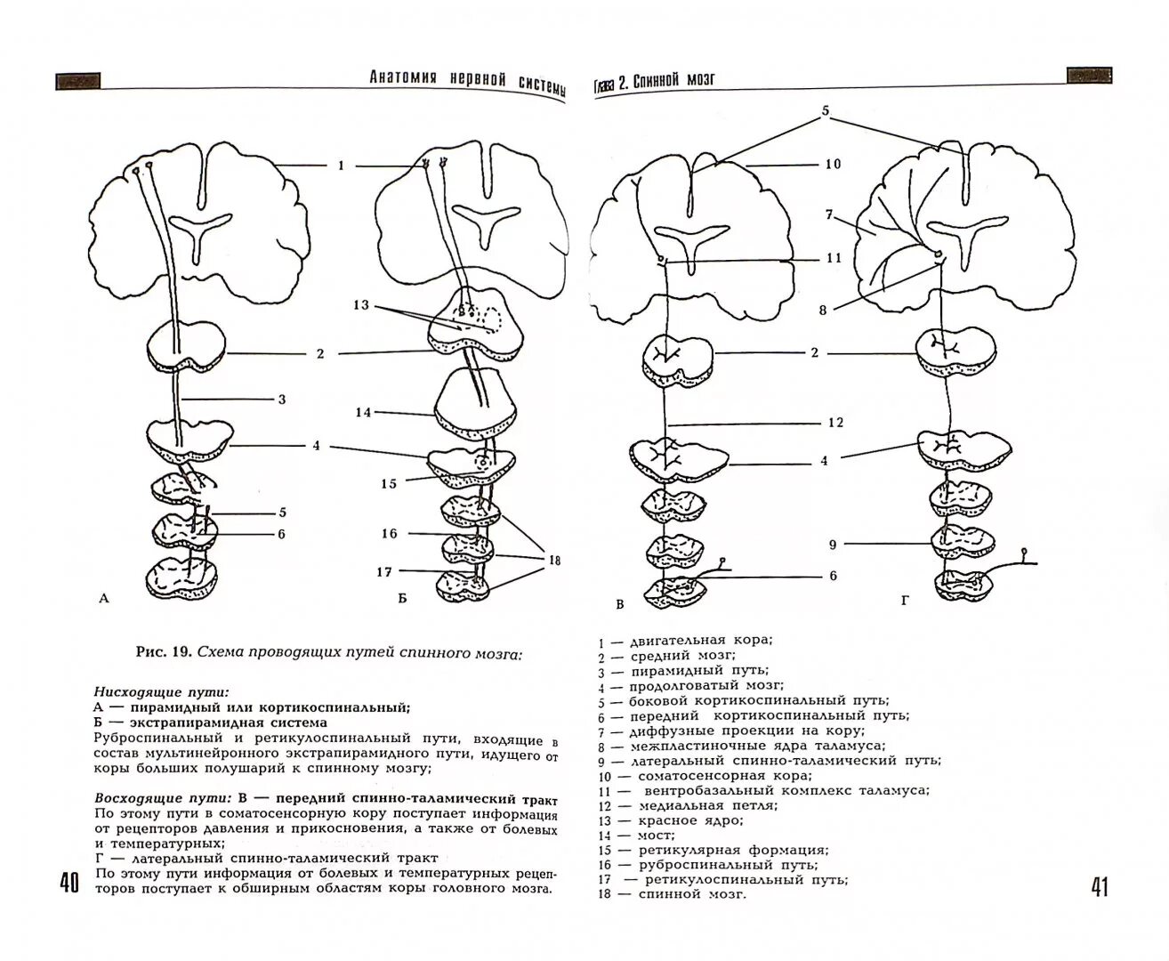 Проводящие системы головного мозга. Проводящие пути ЦНС схема. Проводящие пути головного мозга анатомия таблица. Схемы проводящих путей головного и спинного мозга. Схема проводящих путей спинного.