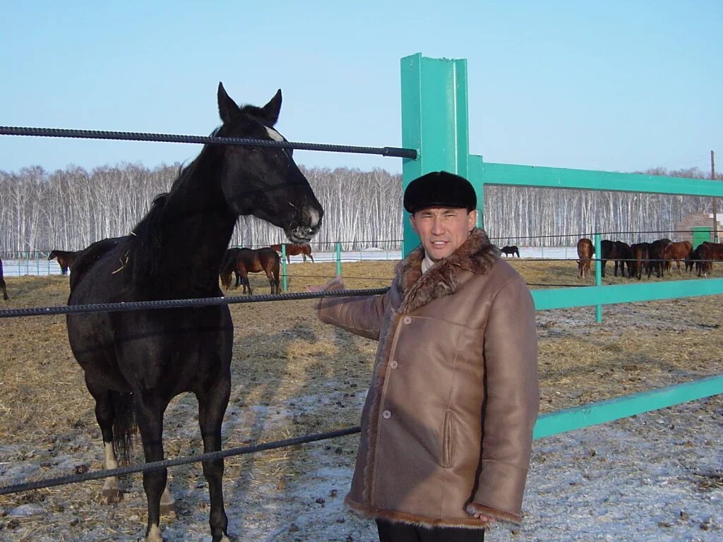 Омск Марьяновский конезавод. Племзавод овцевод Марьяновский район.