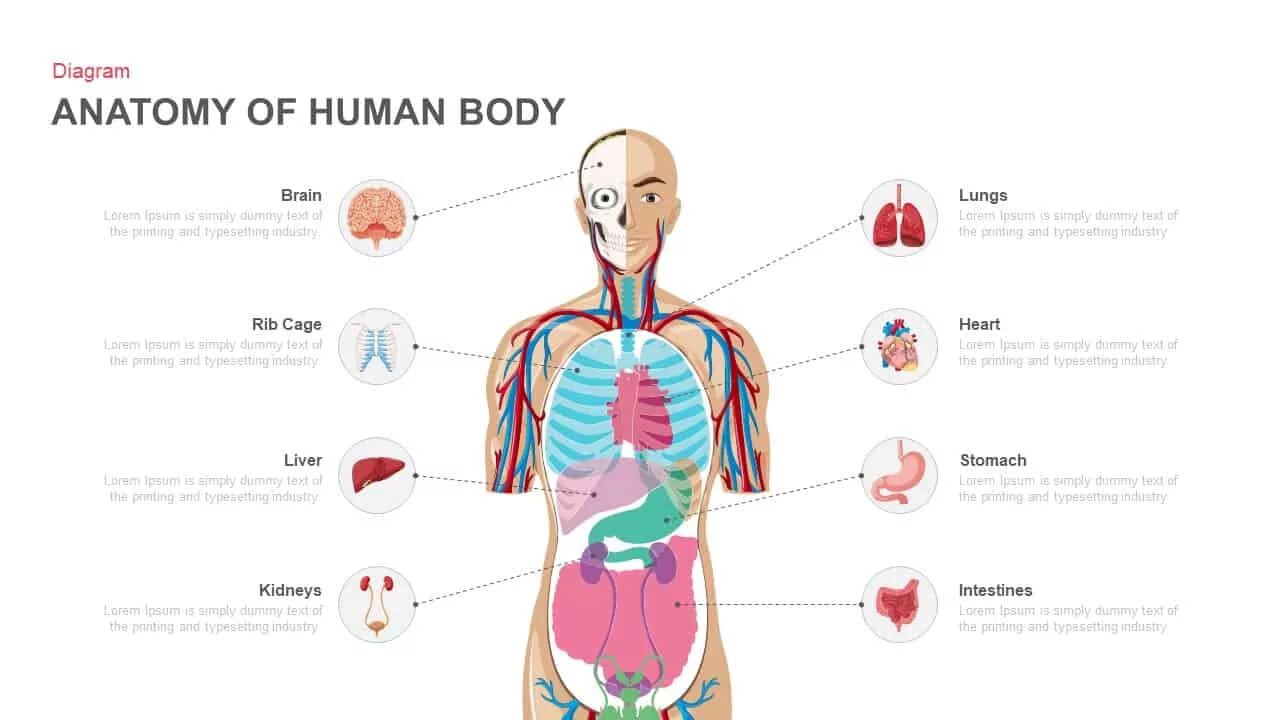 Human org. Организм человека. Анатомия человека органы. Простая анатомия человека.