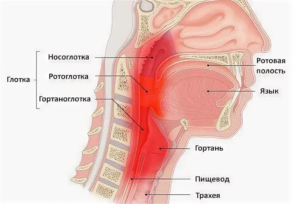 Болит носоглотка что делать. Носоглотка воспаление. Воспаление носоглотки и ротоглотки. Задняя стенка носоглотки.