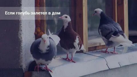 Во сне голуби залетели в окно