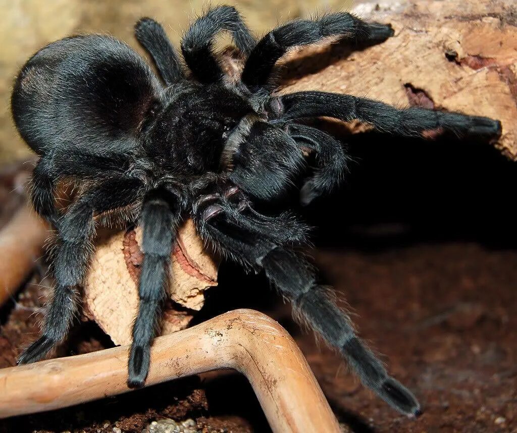 Тарантул птицеед. Черный птицеед. Паук птицеед Grammostola pulchra. Паук Тарантул черный.