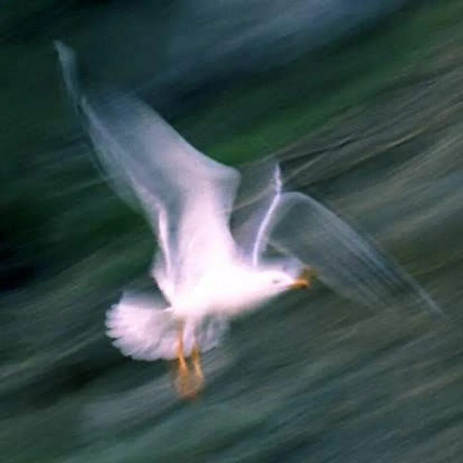 Крылья райского вознесения аллоды. На крыльях ветра остров мечты. Найти крылья ветра. Облака крылья. Найти крылья ветра.