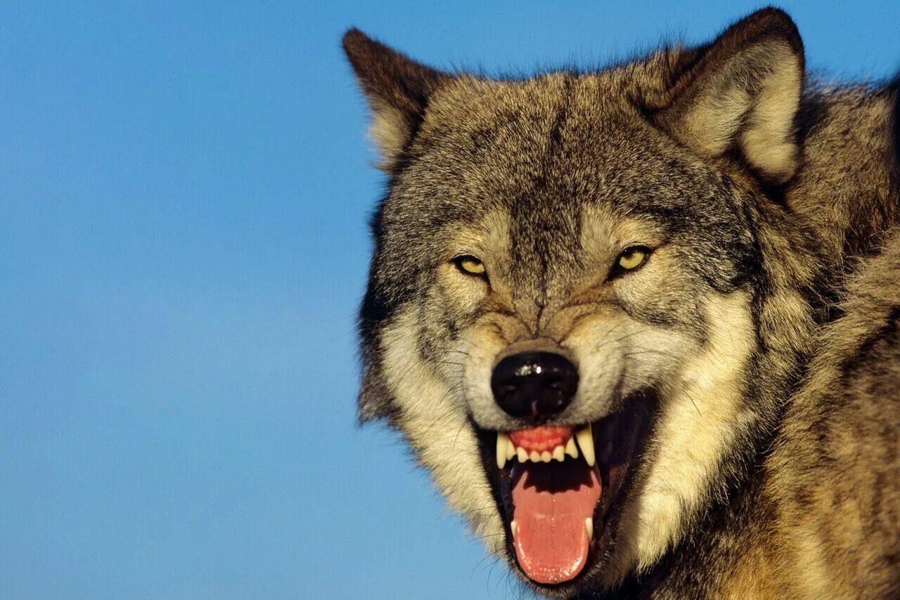 Свирепый волк. Морда волка. Яростный волк. Волк скалится. Яростный волк отзывы.