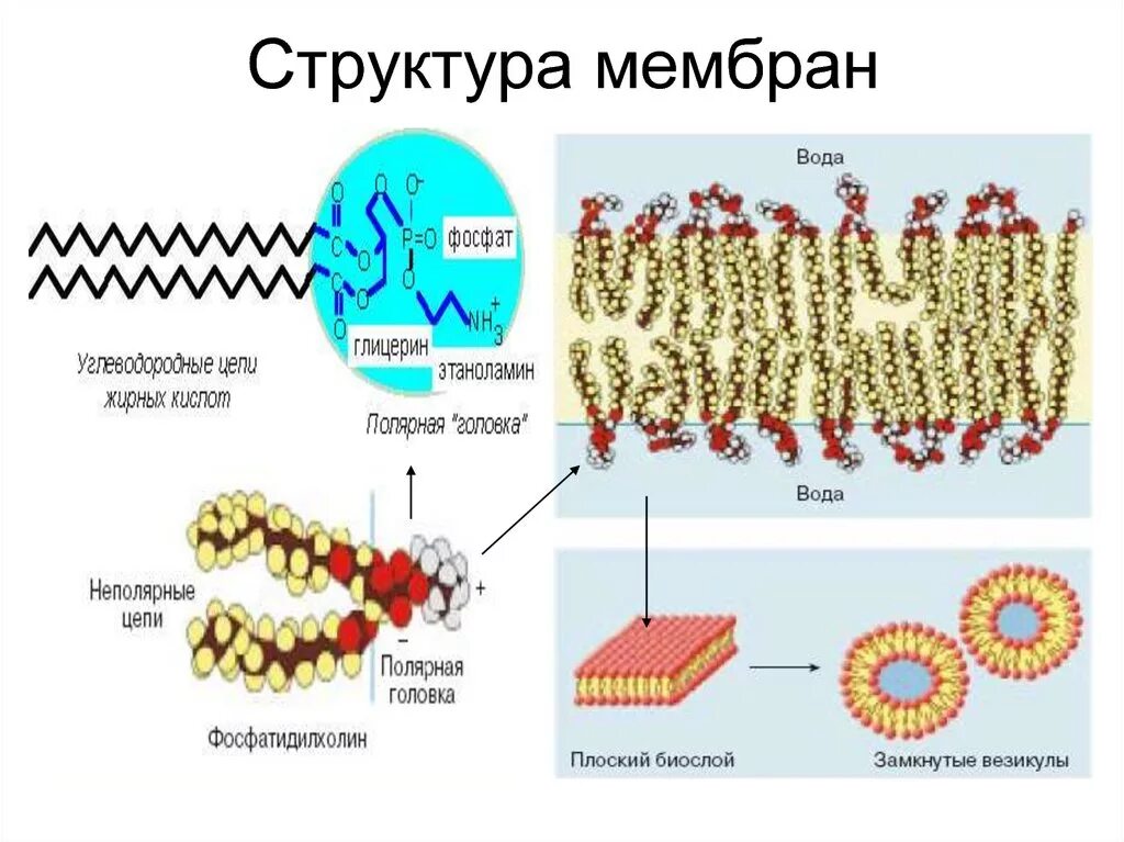 Возникновение мембраны клетки. Строение и состав мембран. Структура биологических мембран. Строение мембраны. Строение структурной мембраны.