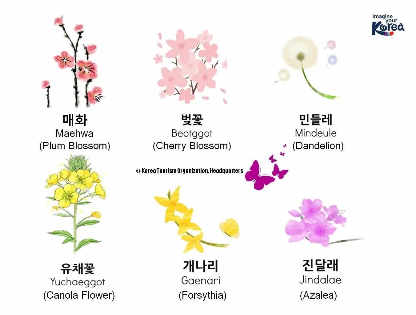 Сакура что означает. Названия цветов на корейском. Растения на корейском языке. Цветы по корейски. Название цветов на корейском языке.
