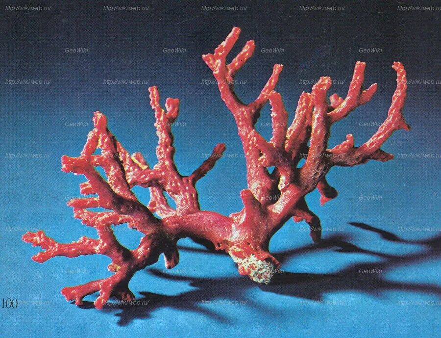 Коралловые полипы красный коралл. Скелет мадрепорового коралла. Красный коралл строение. Ланда коралл коралл.