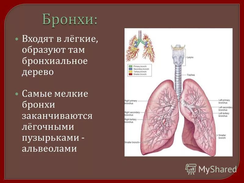 Поверхность легких образована