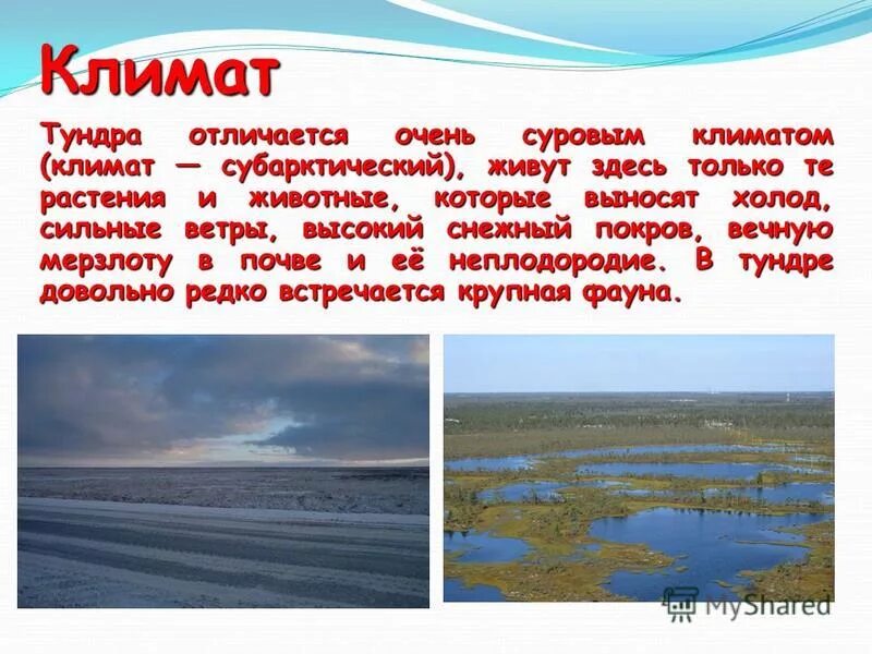 Тундровая зона климат. Климат тундры. Климатические условия тундры. Климат тундры в России.