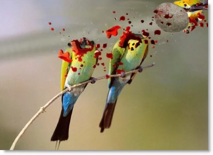 Birds killing. Kill two Birds. Kill two Birds with one Stone. Kills Birds. Kill two Birds with one Stone idiom.