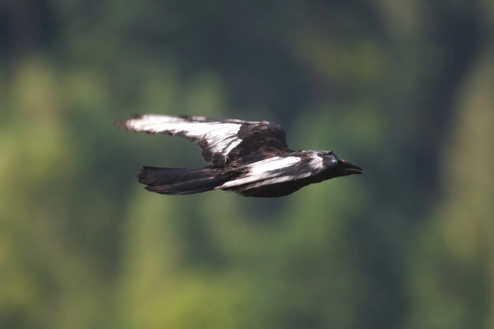 ворон с белыми крыльями. птица с черно белыми крыльями. ворон с белыми крыльями. австралийская певчая сорока. ворон с белыми крыльями.