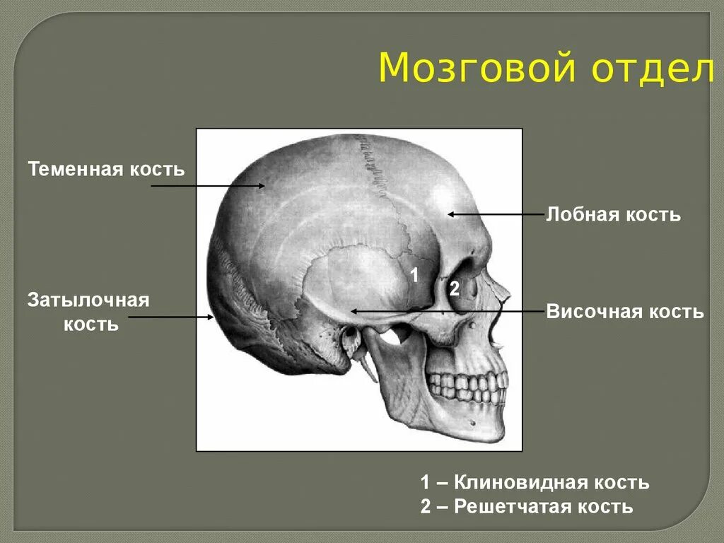 Соединение между лобной и теменной костями. Кости черепа теменная кость. Височная кость кость черепа. Лобная теменная затылочная решетчатая клиновидная височная кость. Лобная кость. Решетчатая кость.