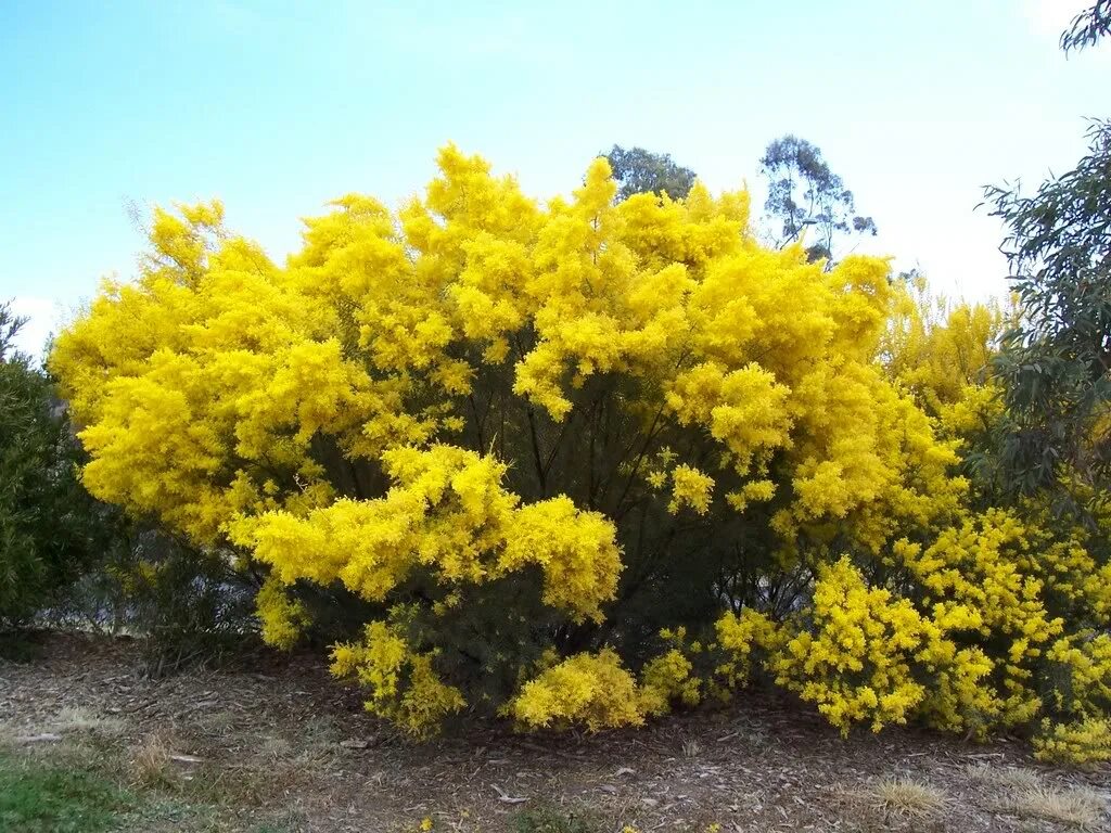 клен шаровидный глобозум. дерево кустарник травянистое растение. листаенные ихвойные деревья. лиственные деревья картинки для детей с названиями. кустарники кустарнички полукустарники.