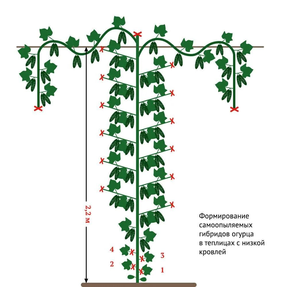 Огурцы правильная посадка. Формировка огурцов в теплице в один стебель. Формирование партенокарпических огурцов в теплице схема. Формирование огурцов в теплице в один стебель видео. Огурцы пасынкование и прищипывание в открытом грунте.