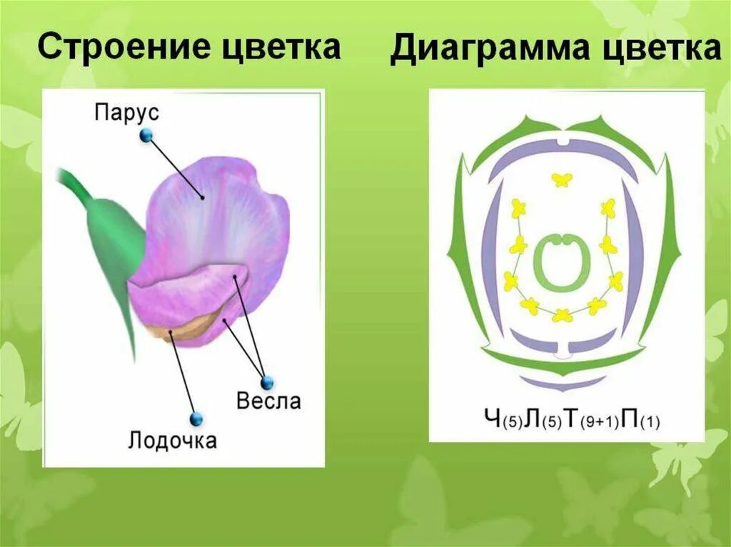 Диаграмма двудольных. Семейство мотыльковые диаграмма цветка. диаграмма цветка бобовые мотыльковые. диаграмма цветка мотыльковых. диаграмма цветков семейства мотыльковые.