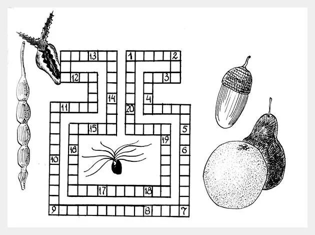Овощи 7 букв сканворд. Кроссворд плоды и семена. Кроссворд плоды. Кроссворд по теме плоды. Чайнворды для детей 8-11 лет.
