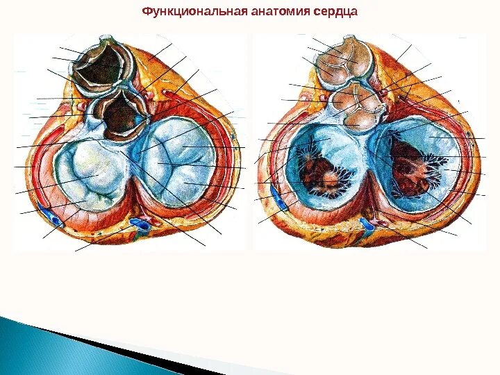 Функциональная анатомия сердца. Срез сердца. Срез сердца на уровне клапанов.