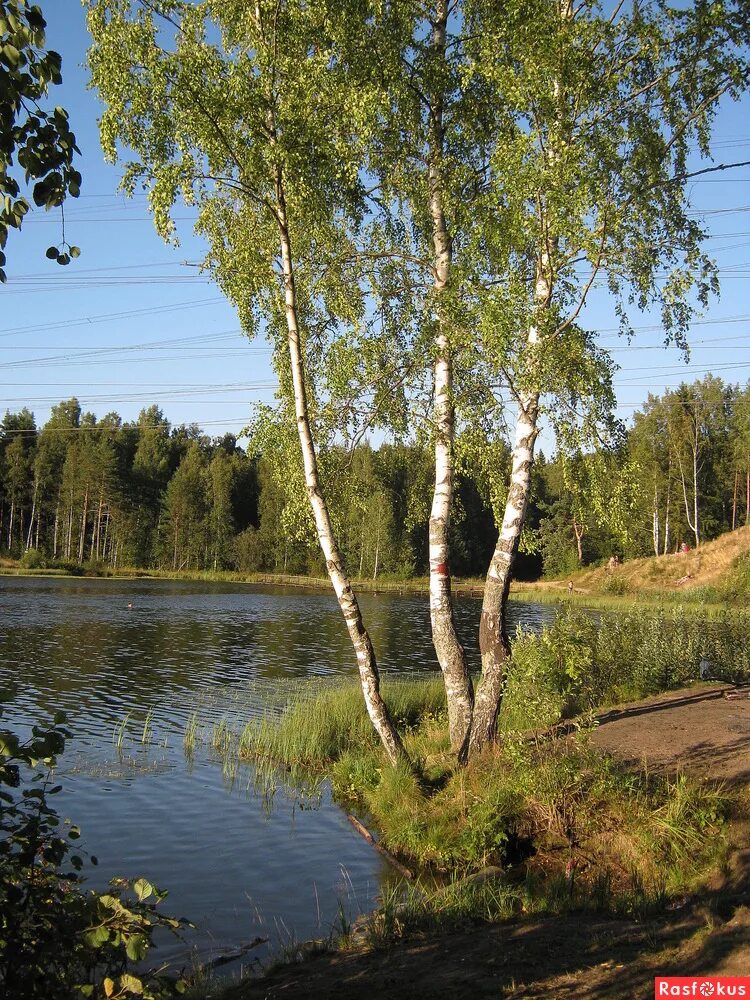 Березки на дону. Река Березка Ивановская область. Храм озеро Березка. Брянск река Березка. Храм озера Березка Россия.