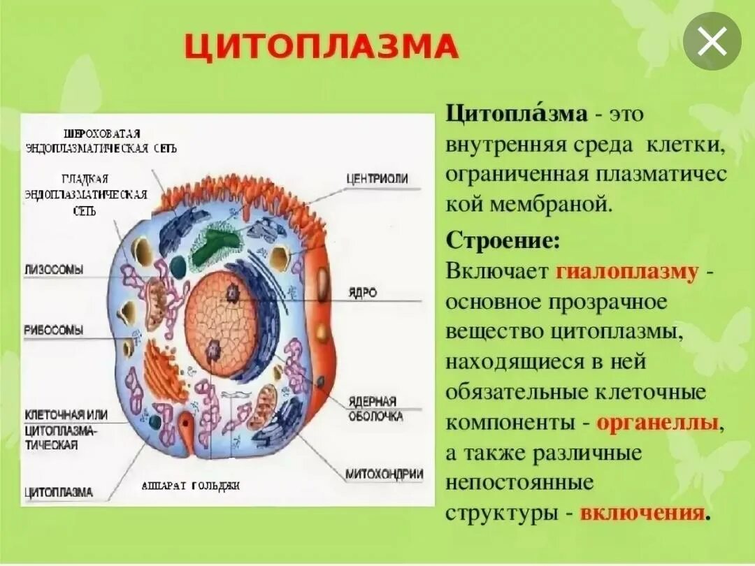 Организмы состоят из множества. Структура цитоплазмы клетки. Клетка ядро цитоплазма мембрана. Строение клетки ядро цитоплазма мембрана. Цитоплазма мембрана биология 10 класс.