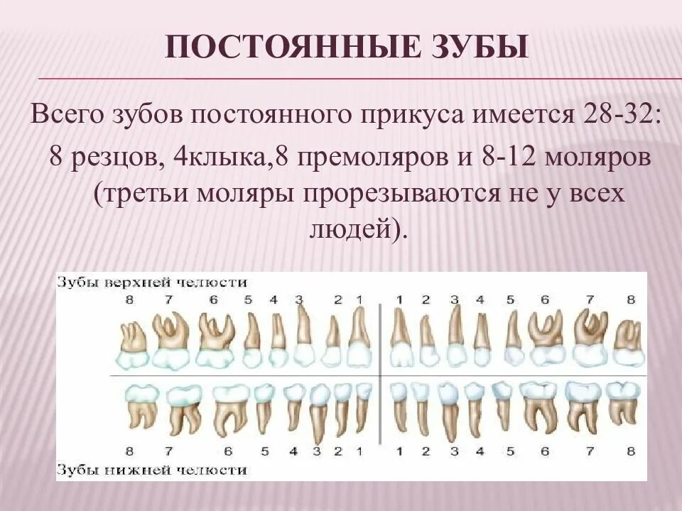 Резцов на латинском