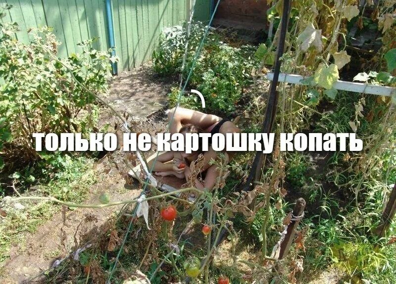 Лукашенко мемы про картошку. Копать картошку мем. Антошка картошка приколы. Антошка картошка мем. Мемы на тему огорода.