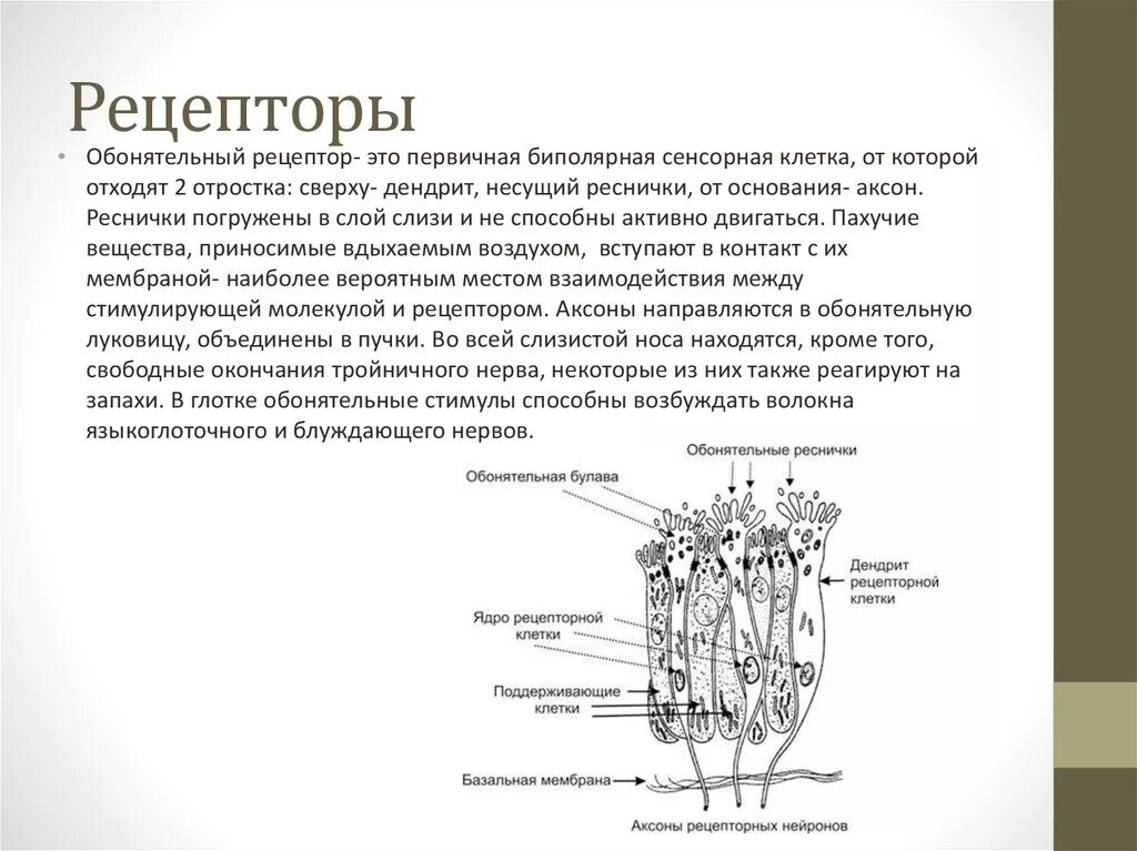 Обонятельный анализатор схема 3д. Схема строения обонятельных рецепторов. Обоятельные рецептеры. Обонятельные рецепторные клетки. Обонятельная чувствительность