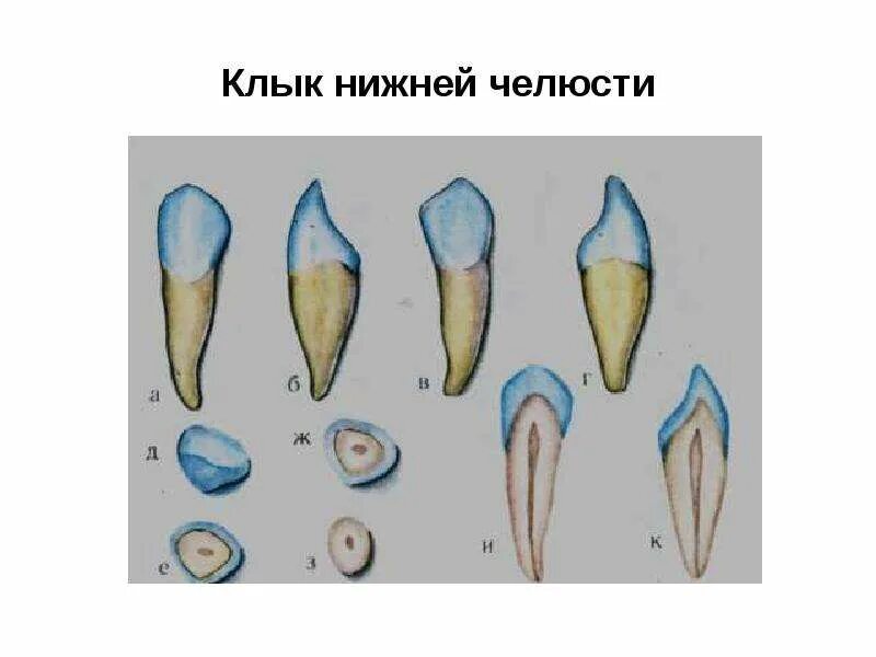 Корень зуба клык. Зубы верхней челюсти анатомия. Клык нижней челюсти анатомия. Правый клык нижней челюсти анатомия. Резцы клыки премоляры моляры анатомия.