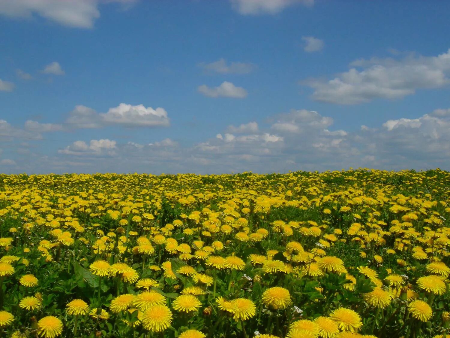 Dandelion field