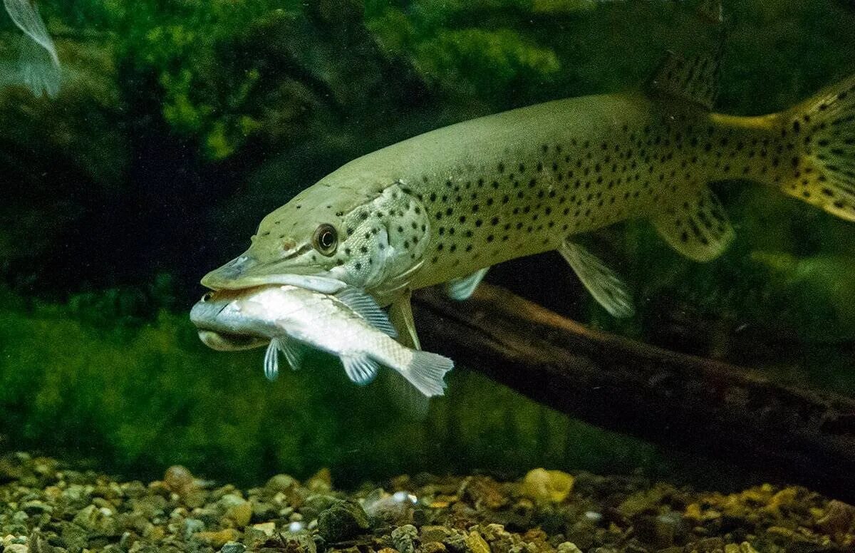 Взрослая щука. Обыкновенная щука (Esox Lucius). Амурская леопардовая щука. Вид обыкновенная щука - Esox Lucius. Esox Lucius — обыкновенная щука систематика.