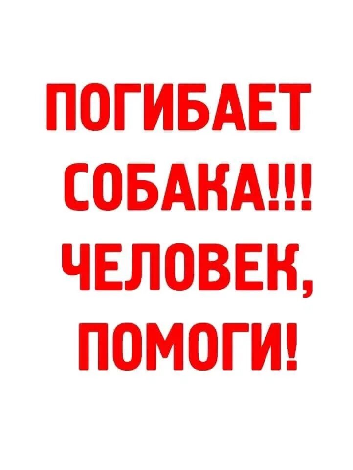 Нужно помочь собаке. Нужна помощь собаке. Срочно нужна помощь собаке. Помогите спасти. Помогите картинка.