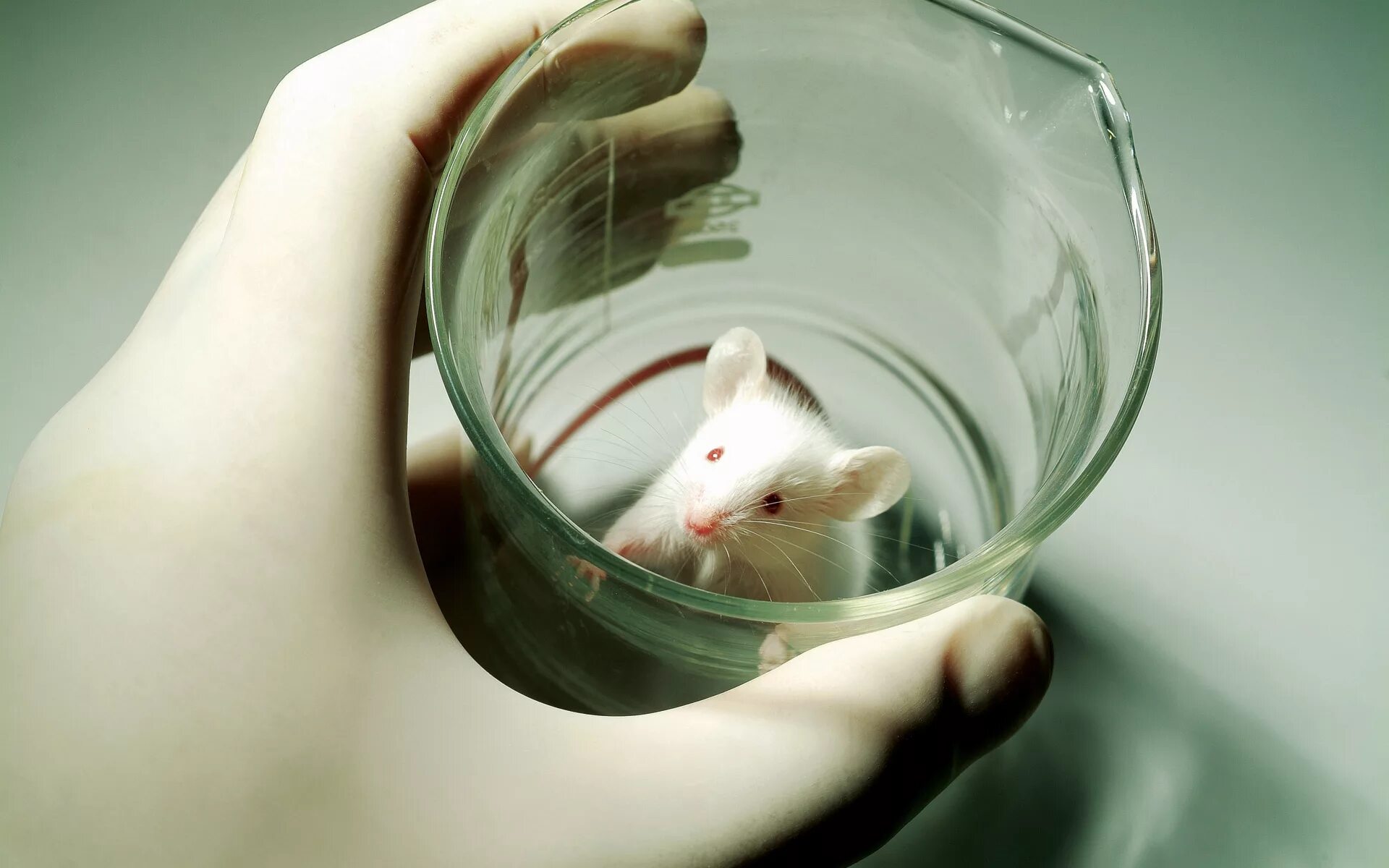 Мышь в воде. Исследования на мышах. Опыты на лабораторных животных. Эксперимент с мышами. Опыты на мышах.