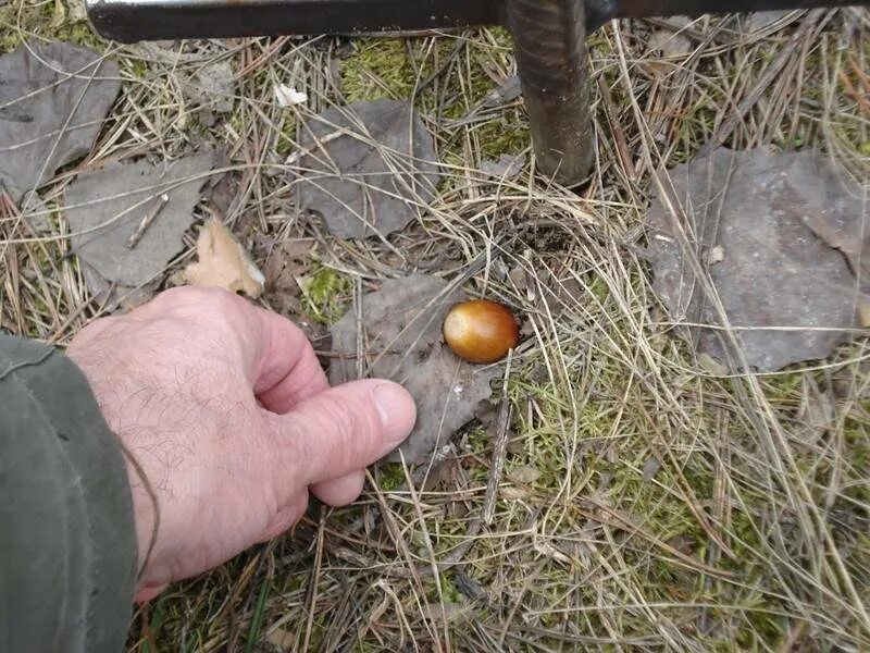 Как посадить желудь дуба