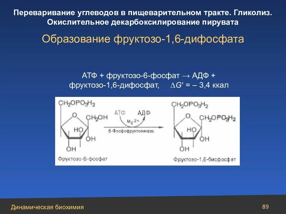 Фруктозо 1 6 фосфат. Фруктозо 1 6 бисфосфат формула. Фруктозо 6 фосфат АТФ фруктозо 1 6 дифосфат АДФ. Фруктоза 1 6 дифосфат в фруктозо 6 фосфат.