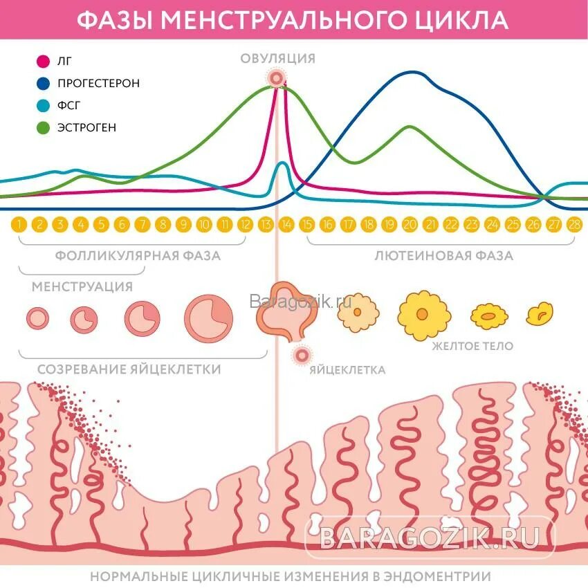 Какие фазы цикла у женщин. Какие фазы цикла у женщин