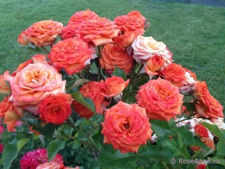 Роза патио малиновая эсмеральда. Роза миниатюрная вайт мини. Роза starlet rose lola. Rose minis. X rose mini.